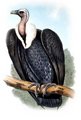 vautour_chaugoun