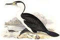 cormoran_varie