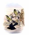 piquebaie_a_longue_queue