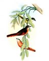 minivet_rose