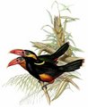 toucanet_de_natterer