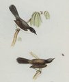 fauvette_melanocephale