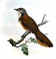 garrulaxe_a_plastron